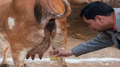 கோமியம் குடிச்சா காய்ச்சல் குணமாகுமா      சென்னை iit   இயக்குனருக்கு இந்திய கால்நடை ஆராய்ச்சி நிறுவனம் எச்சரிக்கை    