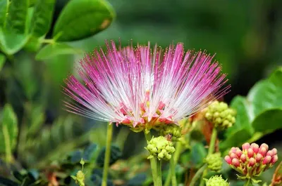 தவெக தொண்டர்கள் செம குஷி     கட்சி கொடியில் இடம்பெறும் வாகை மலர்     என்ன காரணம் தெரியுமா   