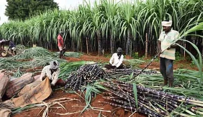 விவசாயிகளிடம் மாவட்ட அளவில் தான் கரும்பு கொள்முதல் செய்ய வேண்டும்     தமிழக அரசு அதிரடி உத்தரவு    