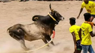  பார்வையாளரை முட்டி தூக்கிய காளை    துடிதுடித்து பலியான இளைஞர்   மதுரை மஞ்சு விரட்டில் நடந்த சோகம்  