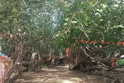 ஆலமரத்தை கொண்டாடும் கிராம மக்கள்     காண குவியும் பார்வையாளர்கள்   சுவாரஸ்ய பின்னணி இதோ  