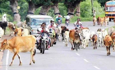 சென்னையில் தொடரும் சோகம் …  எருமை மாடு முட்டியதில் முதியவர் பலி  சாலையில் நடந்து செல்ல அச்சப்படும் மக்கள் …