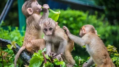 எச்சரிக்கை   ஆய்வகத்தில் இருந்து தப்பியோடிய குரங்குகள்   கதவுகள்  ஜன்னல்களை மூடிவைக்க அறிவுறுத்தல் 