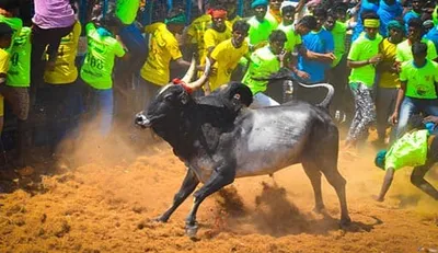 மதுரை ஜல்லிக்கட்டு   வழிகாட்டு நெறிமுறைகள் வெளியிட்ட தமிழக அரசு    