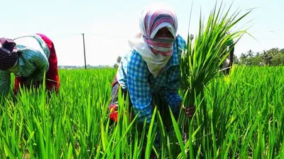 விவசாய நிலம் வாங்க ரூ 5 லட்சம் மானியம்   தமிழக அரசு அசத்தல்       எப்படி விண்ணப்பிப்பது 