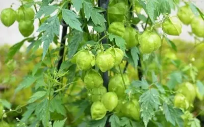 மூட்டு வலிக்கு இயற்கை மருத்துவம்     இந்த கீரையை இப்படி சாப்பிட்டு பாருங்க     வலி பறந்து போகும்    