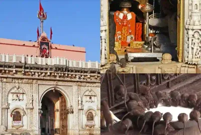 karni mata temple   எலிகளை வணங்கும் மக்கள்   எலி குடித்த பால் தான் பிரசாதம்     இந்தியாவில் இப்படி ஒரு கோவிலா 