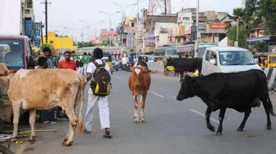 அண்ணாநகரில் அதிர்ச்சி     மாடு முட்டி தூக்கி வீசியதில் முதியவர் பலி     பொதுமக்கள் அச்சம்    