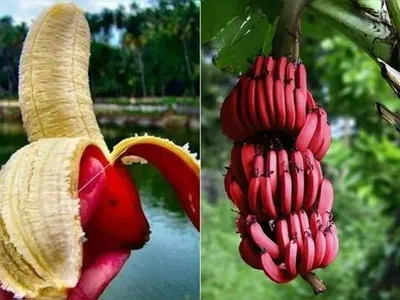 red banana  இதயம் சம்பந்தப்பட்ட நோய்கள் ஏற்படாமல் தடுக்கும் செவ்வாழை   