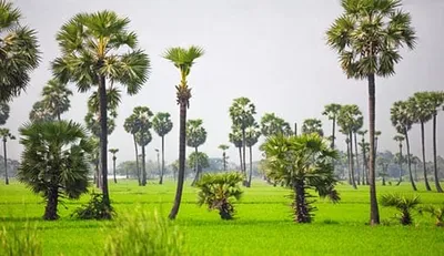 தவெக மாநாடு     அனுமதியின்றி வெட்டி சாய்க்கப்பட்ட ஒரு வயதான பனைங்கன்றுகள்     வெடித்த புதிய சர்ச்சை    