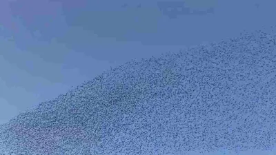 நிலநடுக்கத்தை முன்கூட்டியே உணர்ந்ததா பறவைகள் … வைரலாகும் ஜப்பான் வீடியோ 