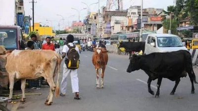 அபராதம் ரூ 5 000இல் இருந்து ரூ 10 000ஆக உயர்வு     மாட்டு உரிமையாளர்களே உஷார்    