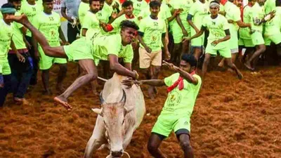 இன்று காலை 7 மணிக்கு மதுரை அவனியாபுரம் ஜல்லிக்கட்டு     சீறிப்பாயும் காளைகள்     வீரர்களுக்கு கட்டுப்பாடு    