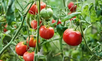 tomato price   ரூ 100 ஐ தாண்டிய தக்காளி விலை    விலையை கேட்டு அதிரும் பொதுமக்கள்    